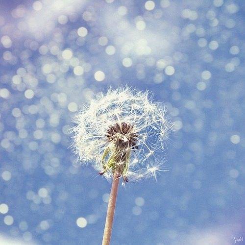 蒲公英图片