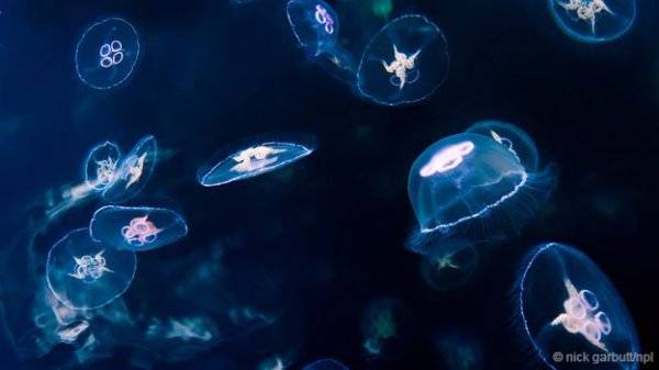 世界十大透明生物