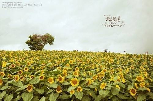 北海道唯美图片