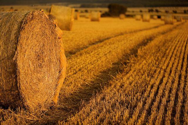 隐藏的彩绘少女：令人震惊的伪装人体艺术[24P]