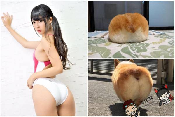 日本「美尻之日」推特大量晒图~最受欢迎的竟然是肥臀柴犬！