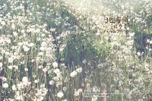 北海道唯美图片