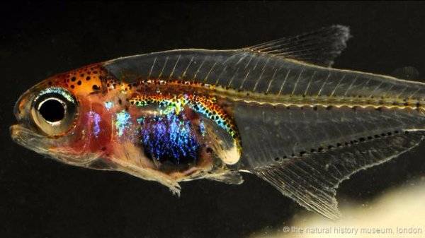 世界十大透明生物