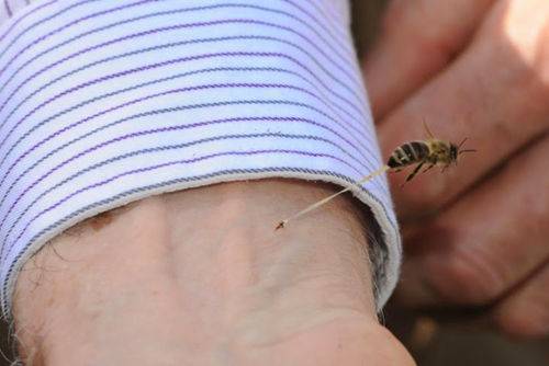 动物界十大谣传趣闻