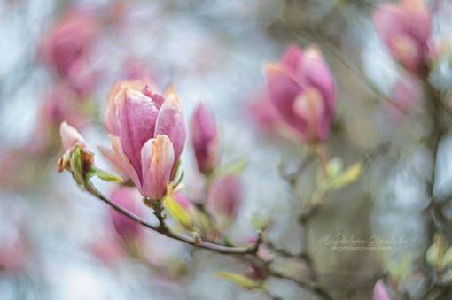 大光圈景深下的唯美花朵风光摄影作品