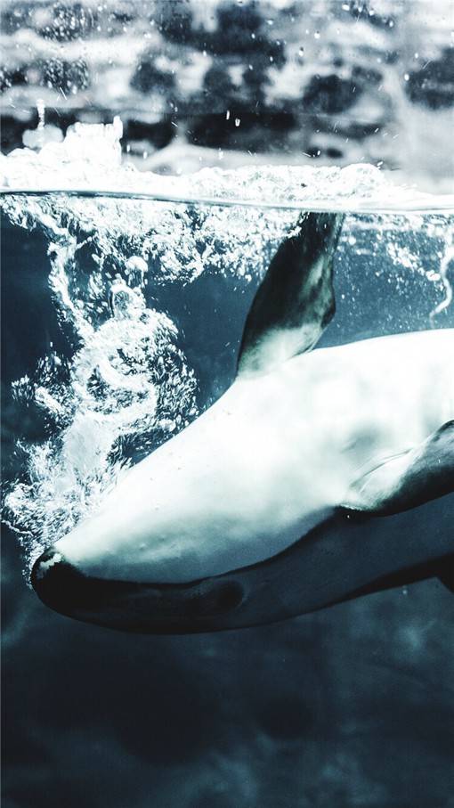 唯美高清的萌系鲸鱼动物图片