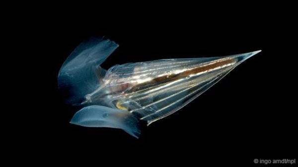 世界十大透明生物