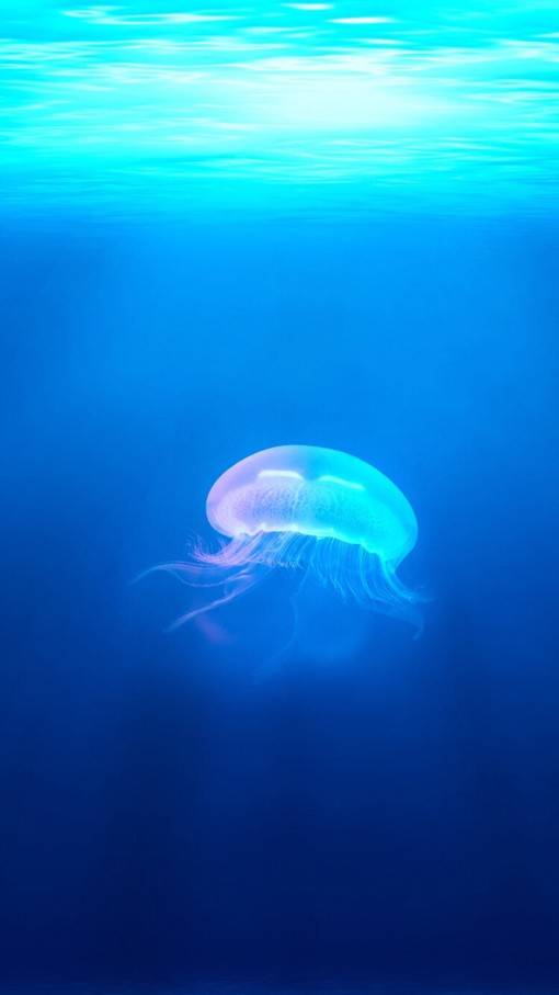 唯美高清的萌系水母动物图片