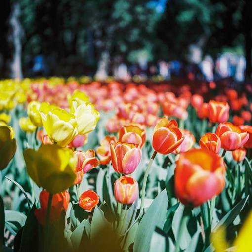 盛夏光年之中的花海_唯美花朵摄影