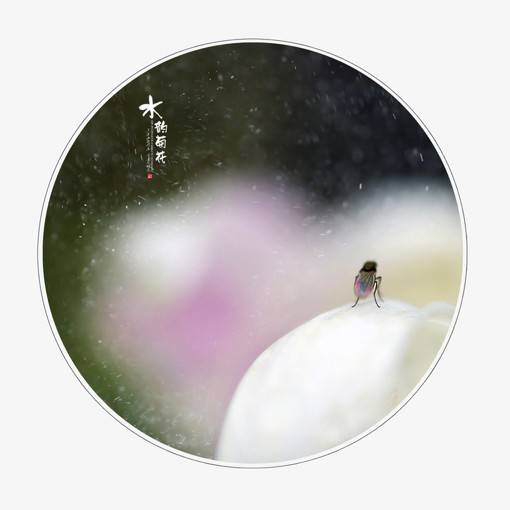 唯美清新的微距花朵花卉摄影