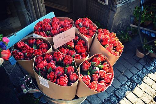 优雅与高贵的象征，好看的郁金香唯美图片