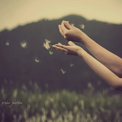 蒲公英与手小清新图片