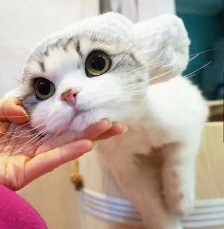 满脸无辜的萌系猫咪微信头像