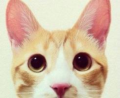 猫咪喵星人头像图片