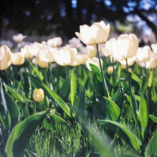 盛夏光年之中的花海_唯美花朵摄影