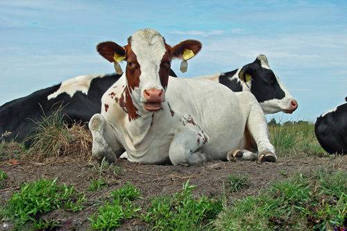 动物界十大谣传趣闻