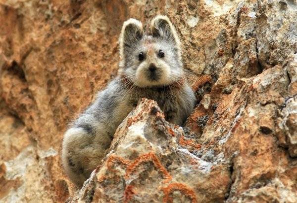 伊犁鼠兔：苦寻20年的国产泰迪脸小萌物