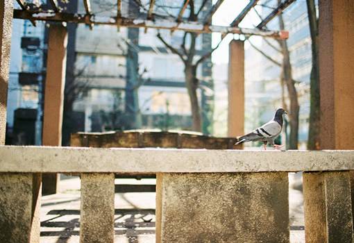 小确幸感十足的日本街拍唯美风光图片