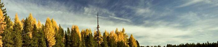 文章：客官，这碗鸡汤有毒