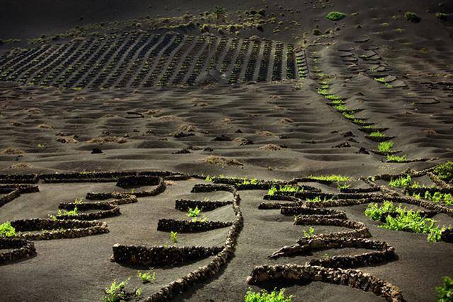 隐藏的彩绘少女：令人震惊的伪装人体艺术[24P]