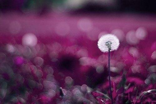 蒲公英图片