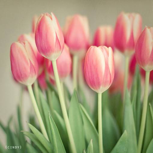 优雅与高贵的象征，好看的郁金香唯美图片