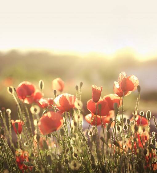 正能量日系美图