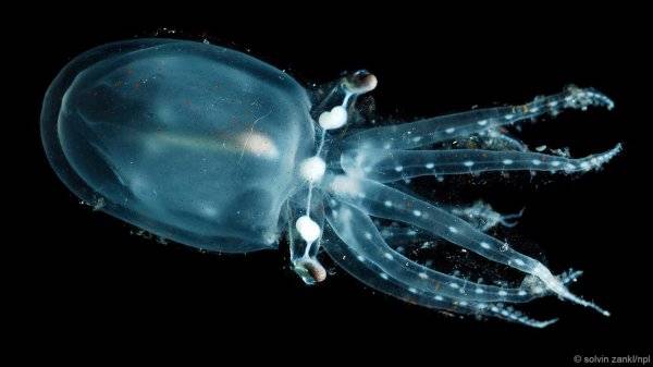 世界十大透明生物