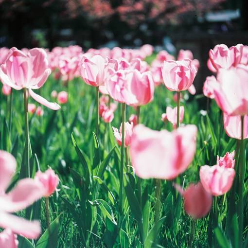 盛夏光年之中的花海_唯美花朵摄影