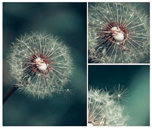 蒲公英图片