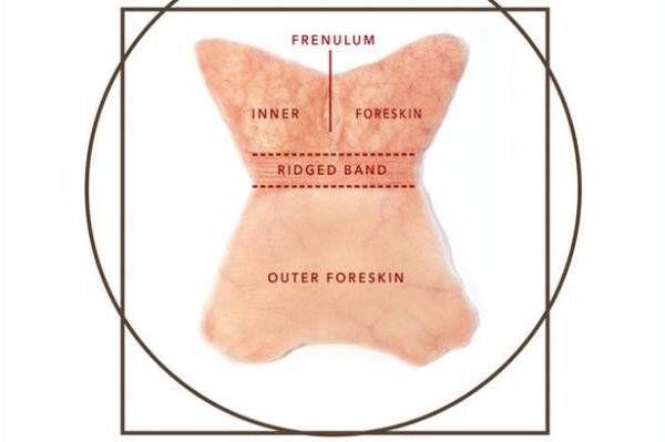 包皮雕塑：启迪人心的重口味艺术