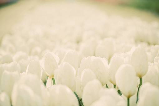 优雅与高贵的象征，好看的郁金香唯美图片