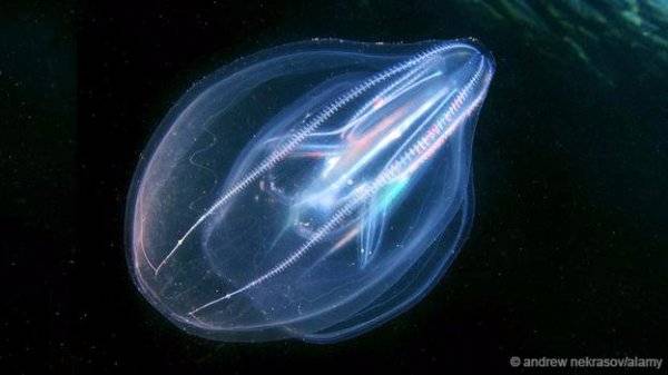 世界十大透明生物