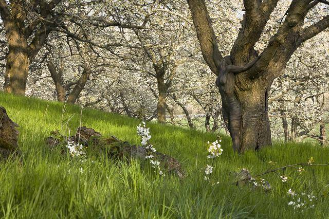 隐藏的彩绘少女：令人震惊的伪装人体艺术[24P]