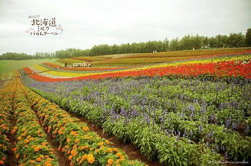 北海道唯美图片