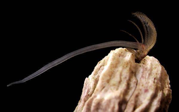 动物也疯狂：盘点动物交配时的奇怪性癖好