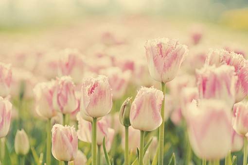 优雅与高贵的象征，好看的郁金香唯美图片