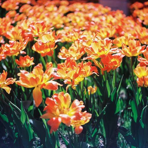 盛夏光年之中的花海_唯美花朵摄影