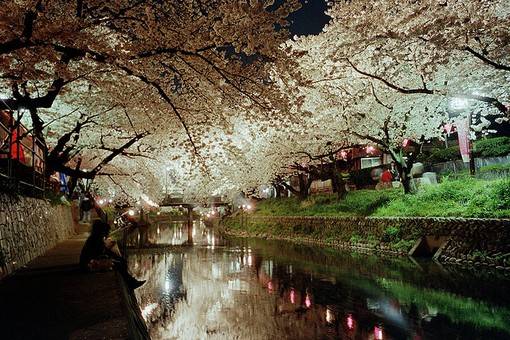 樱花与湖水的唯美小清新图片