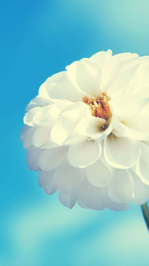 唯美视觉感的花花草草小清新竖图