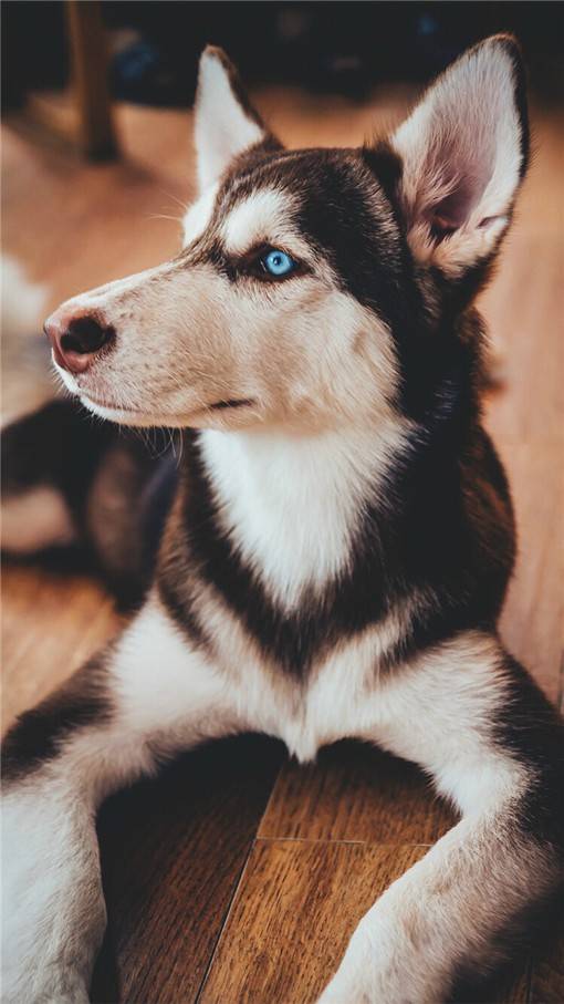 唯美高清的萌系哈士奇动物图片