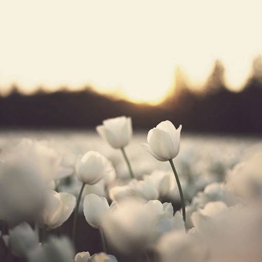 优雅与高贵的象征，好看的郁金香唯美图片