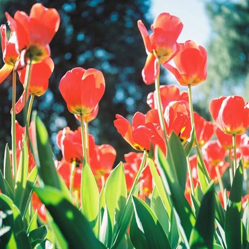 盛夏光年之中的花海_唯美花朵摄影