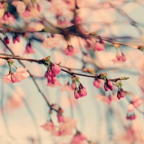 树枝花朵小清新图片