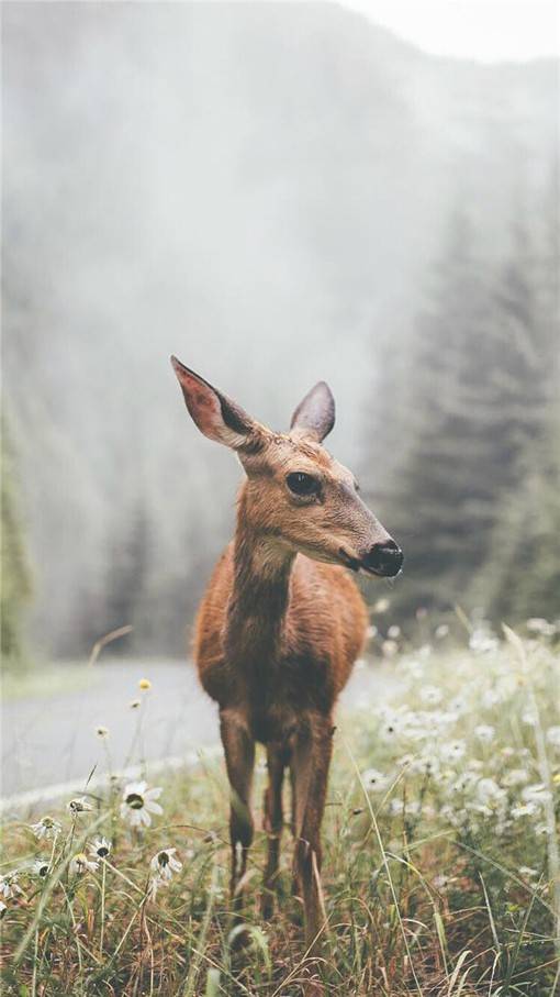 唯美高清的萌系小鹿动物图片