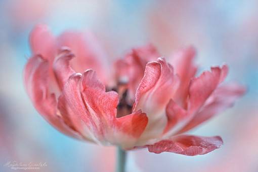 大光圈景深下的唯美花朵风光摄影作品