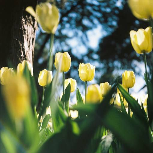 盛夏光年之中的花海_唯美花朵摄影