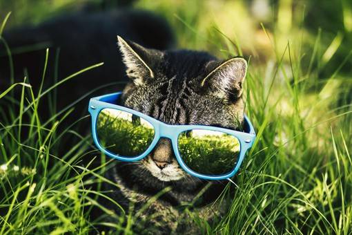 摄影师Felicity Berkleef清新大气的猫咪摄影