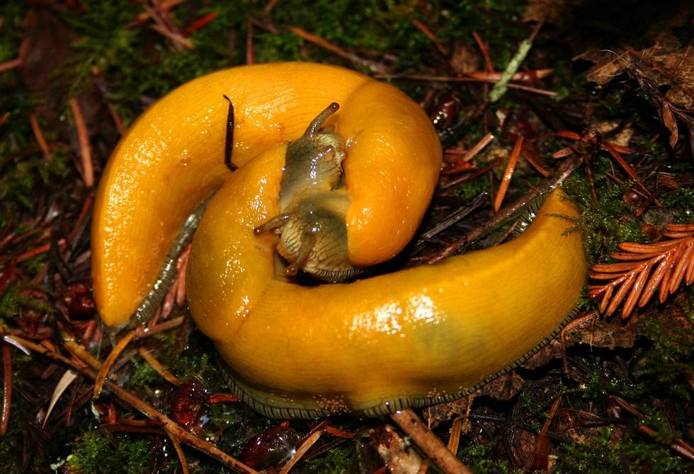 动物也疯狂：盘点动物交配时的奇怪性癖好