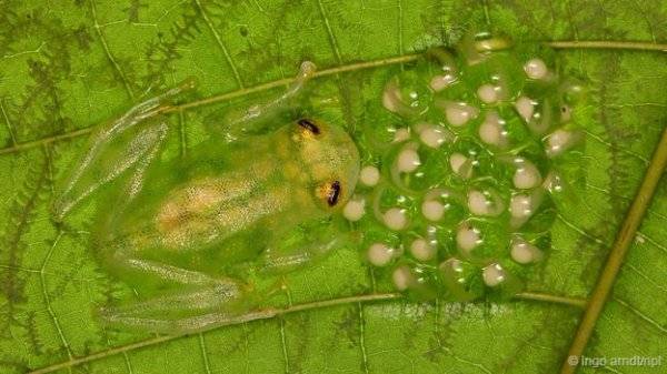 世界十大透明生物